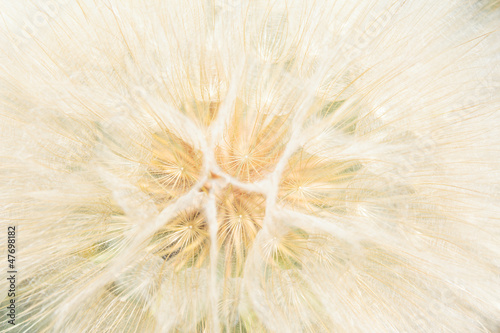 Background from a white gentle fluffy dandelion