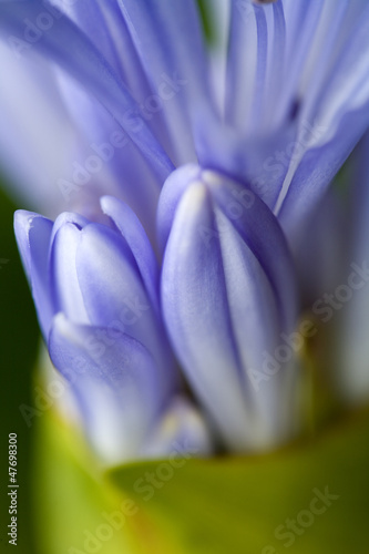 Agapanthus or Lily of the Nile  tropical flower. Hawaii Maui 