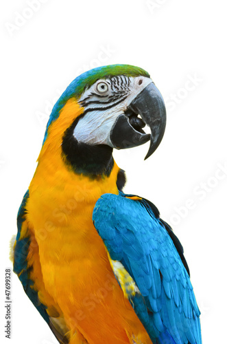 Blue and Gold Macaw, Ara ararauna.