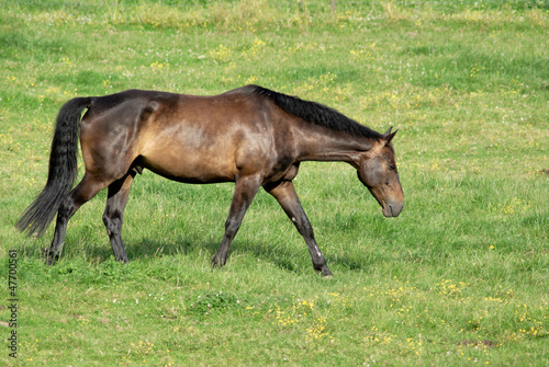 Brown stallion in a field