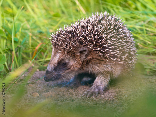 Hedgehog Baby close up