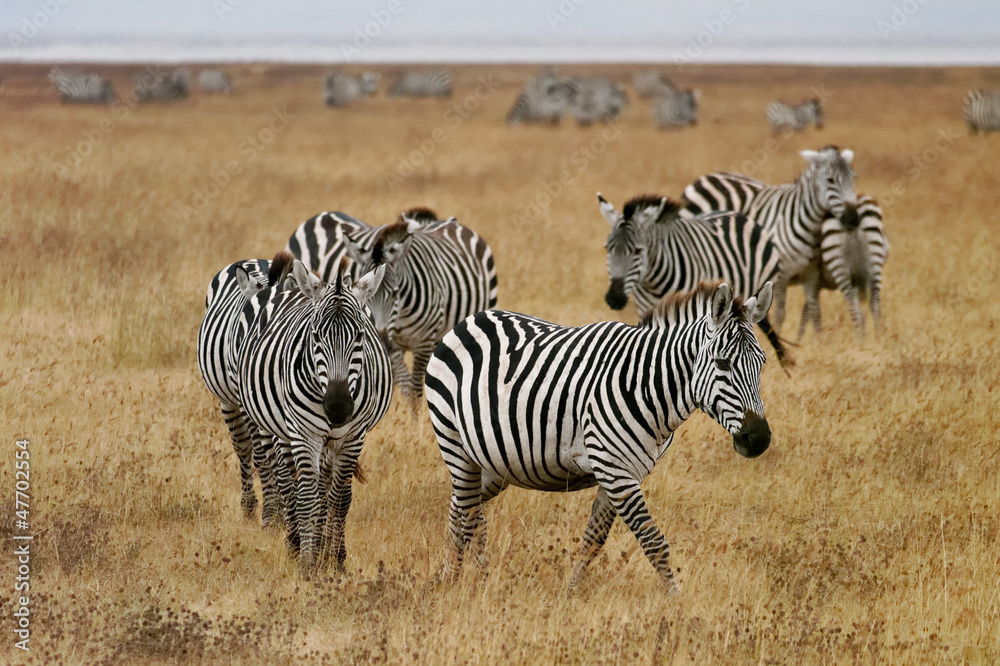 Obraz premium Ngorongoro zebras