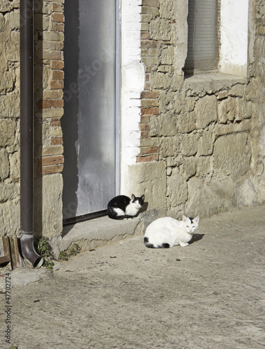 Photography Wild Cats