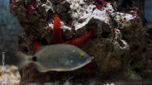 Red starfish photo