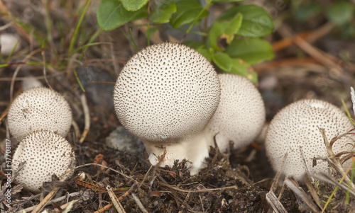 Puff-ball, edible mushroom