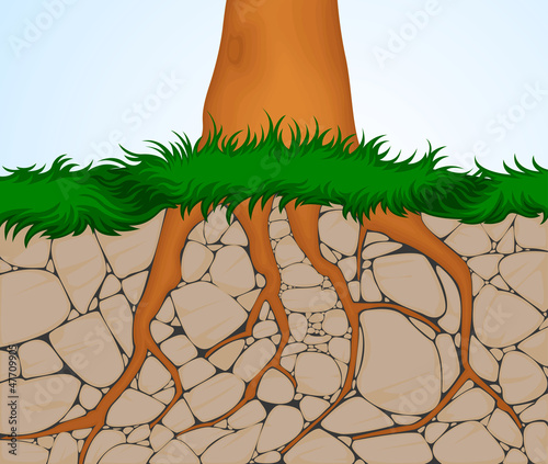 The roots of trees can crack open rock as they grow