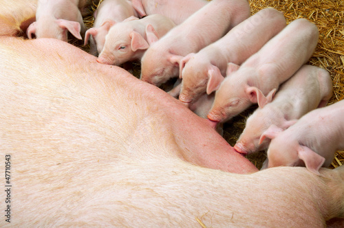 Newborn piglets suck the breasts of his mother.