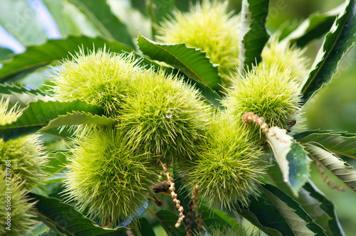 Obraz na płótnie Chestnuts at summer time w salonie