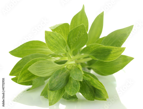 Branch with green leaves  isolated on white