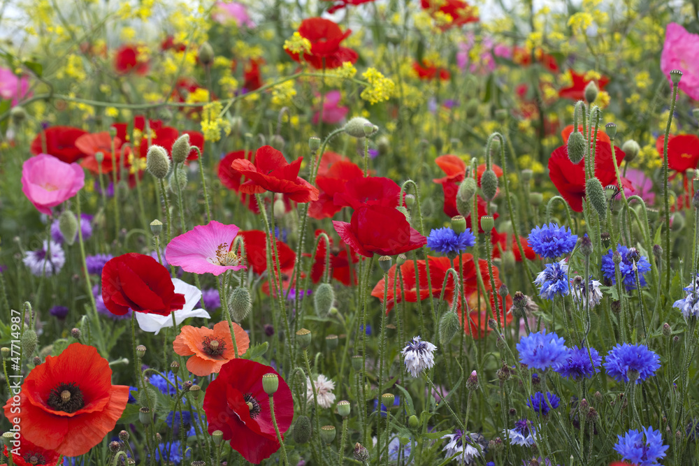 Obraz premium Poppies amongst wild flowers