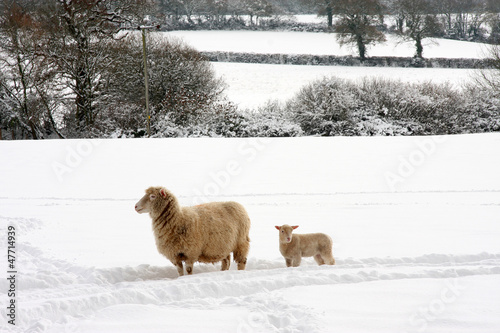 Sheep with lamb in snow, Woodbury, Devon, England