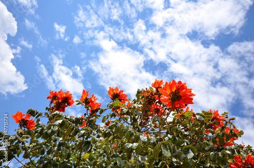 Bush with orange flowers against blue sky photo