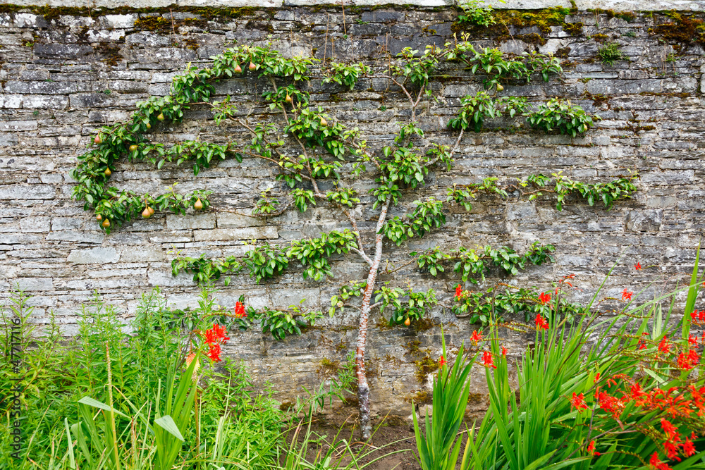 Fotografia Horizontal espalier pear tree