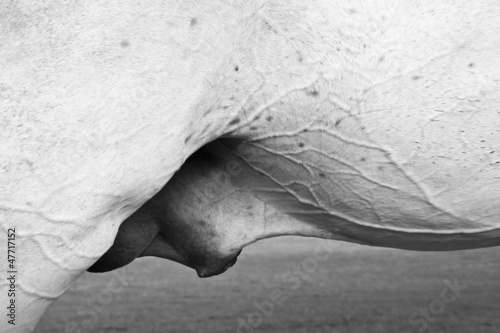 Stallion belly