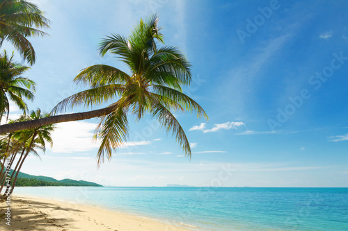 Fototapeta Naklejka Na Ścianę i Meble -  Tropical beach with coconut palm trees