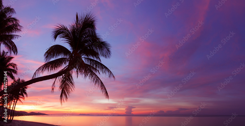 Panorama of tropical sunset with palm tree silhoette at beach