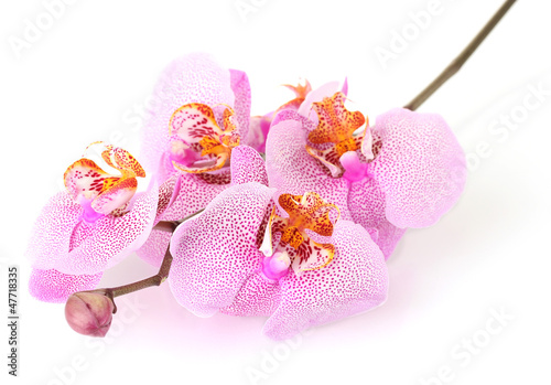 Fototapeta Naklejka Na Ścianę i Meble -  beautiful pink orchid, isolated on white