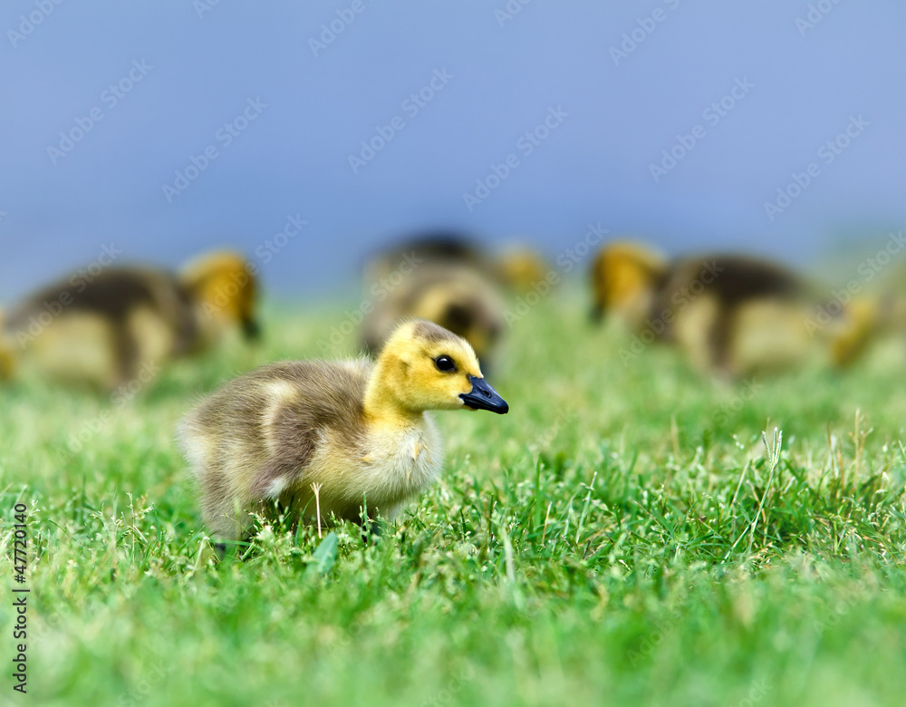 Canada goose gosling strolling on the grass Canada goose gosling strolling on the grass