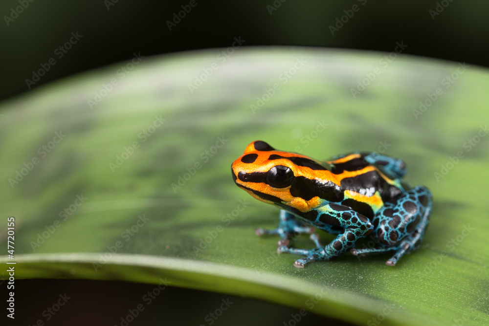 Fototapeta premium poison dart frog