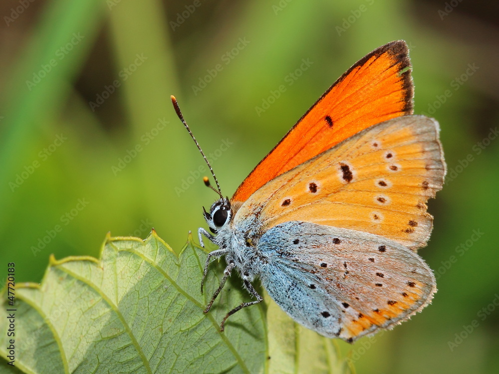 Butterfly - lesser fiery copper on leaf. Macro Butterfly - lesser fiery copper on leaf. Macro
