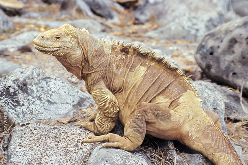 Santa Fe land iguana  Galapagos Islands  Ecuador