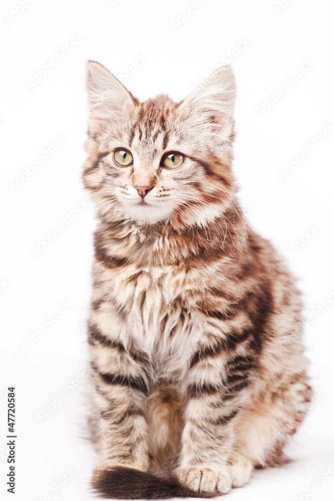 little kitten little kitten