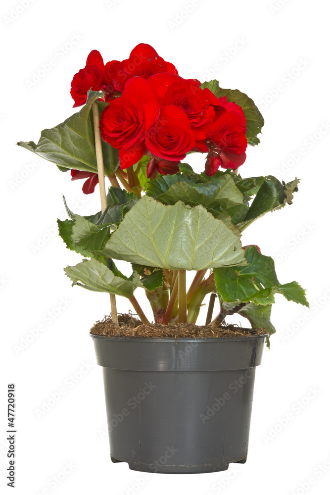 Begonia flower in a pot Begonia flower in a pot