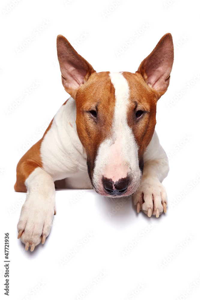 Portrait of a bull terrier