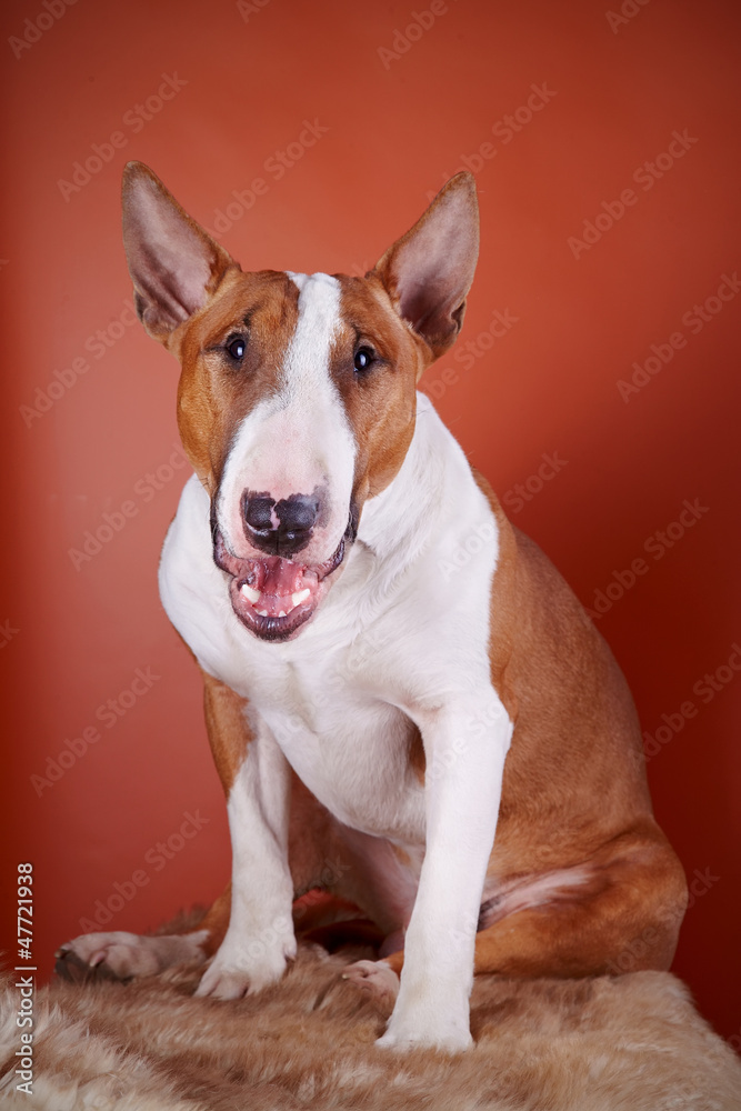 Bull terrier on a red background