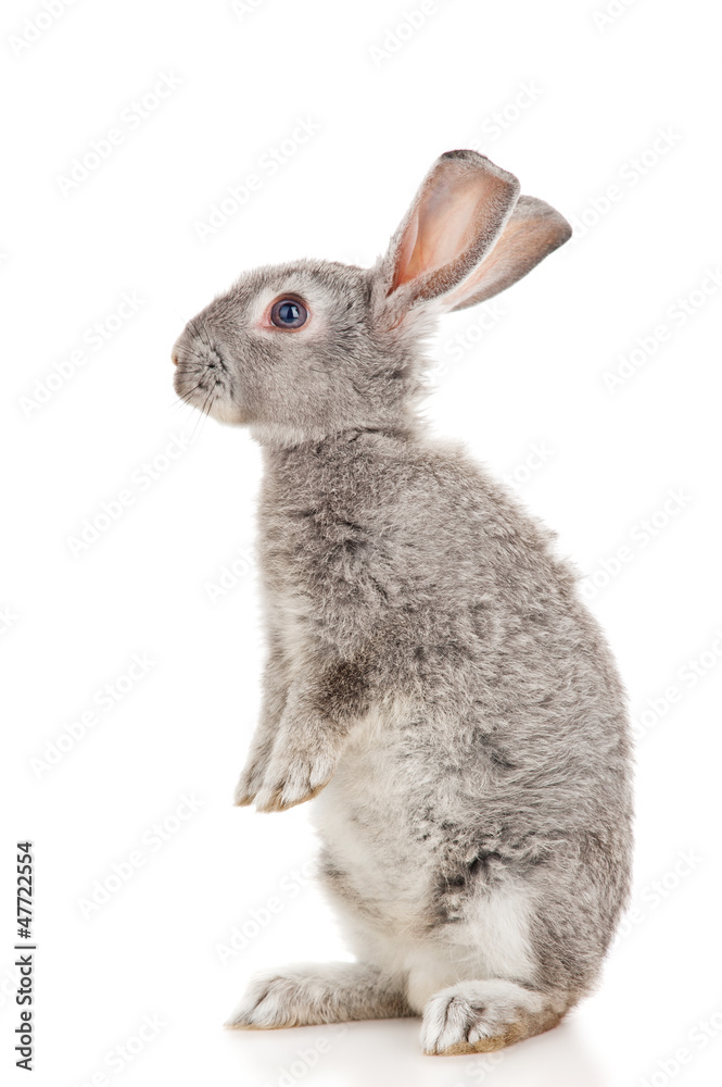 Obraz premium Gray rabbit, isolated on white