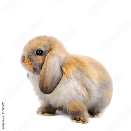 close-up on a Lop Rabbit in front of a white backgroun