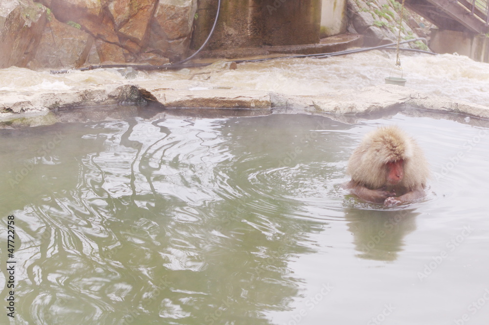 Hot spring monkey Hot spring monkey