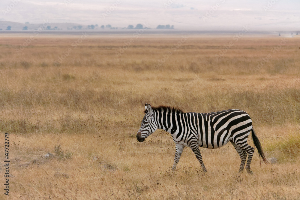 Fototapeta premium Zebra Ngorongoro
