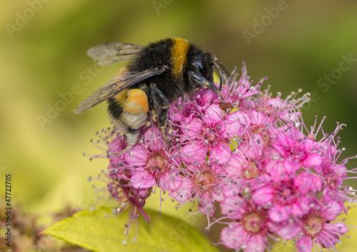 Collecting Pollen © bigemrg