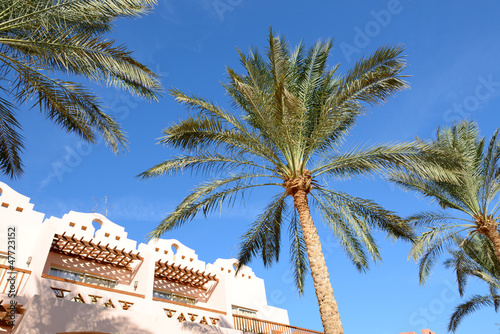 The palm trees at luxury hotel  Sharm el Sheikh  Egypt