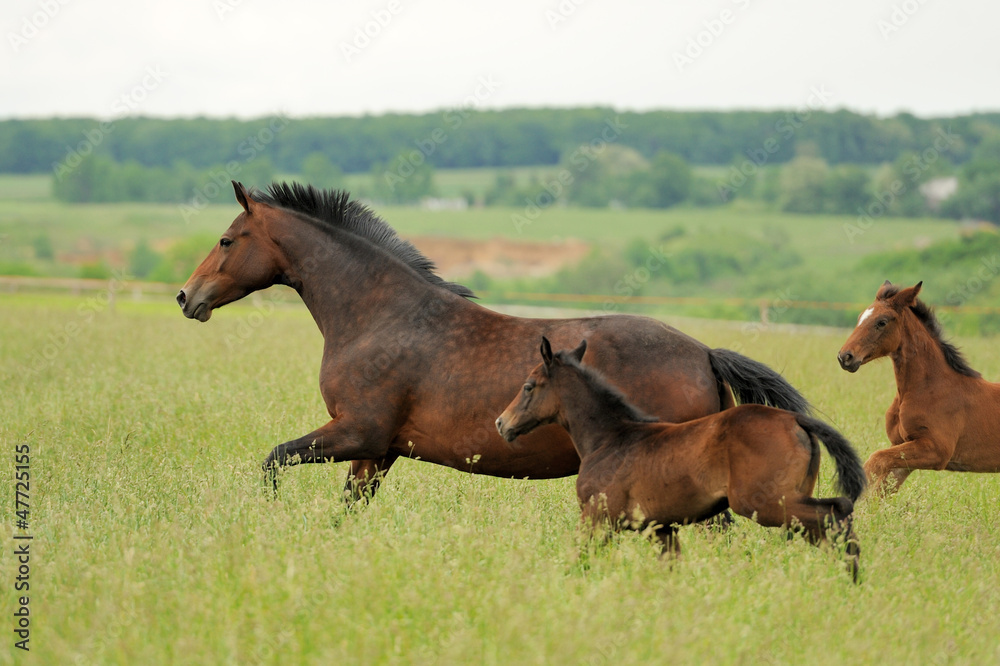 Horse Horse