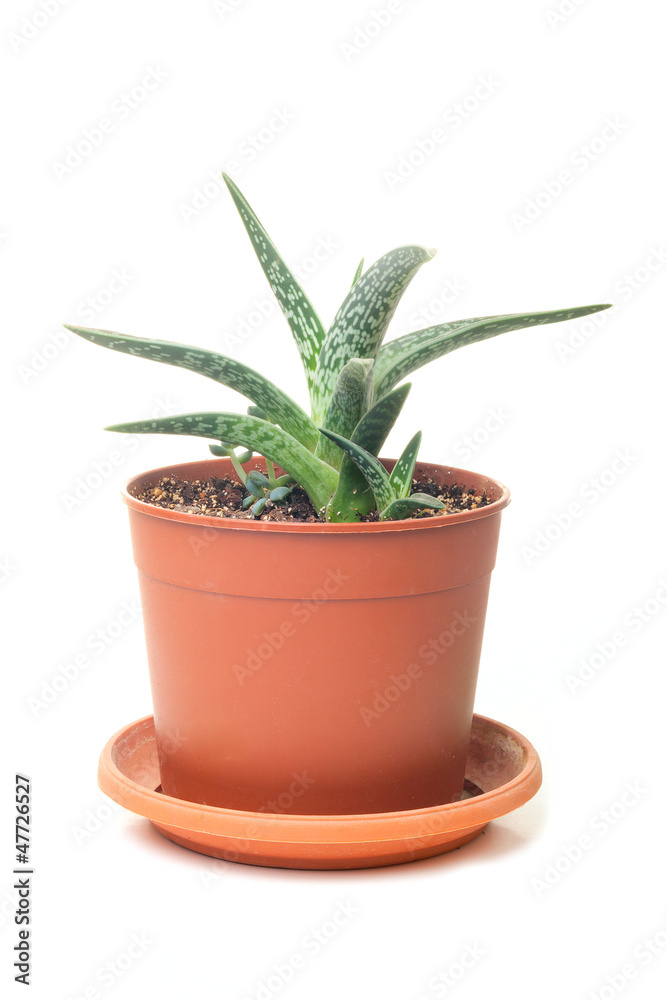 Green succulent in a pot