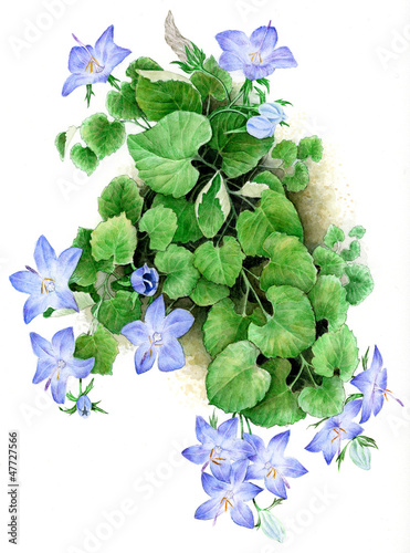 Campanula isophylla (campanula a foglie eguali)