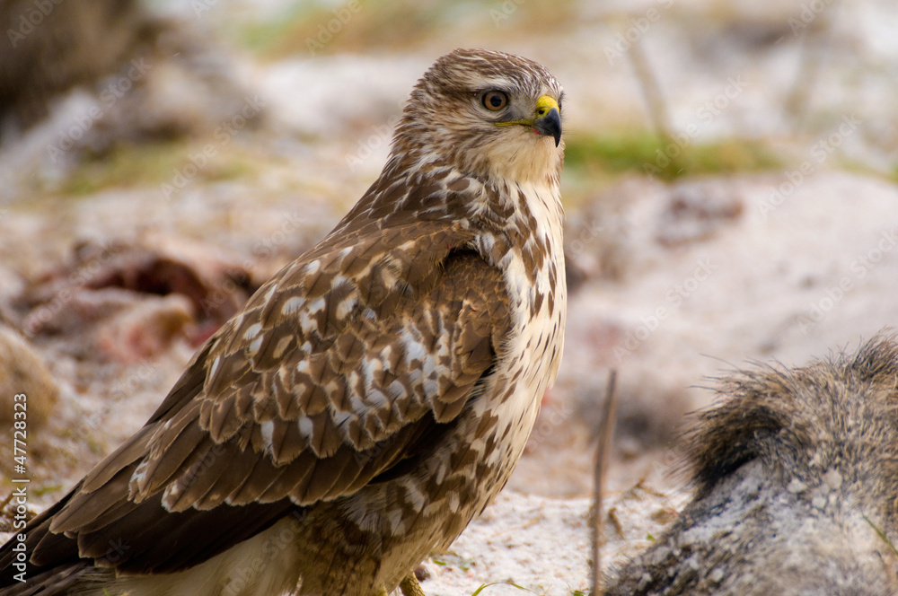 Fototapeta premium Buzzard - Buteo buteo