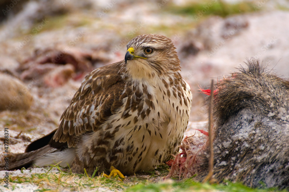 Fototapeta premium Buzzard - Buteo buteo