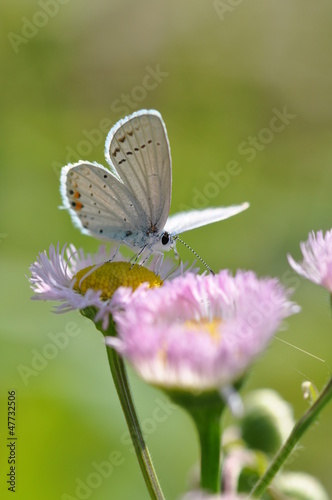 蝶と野の花