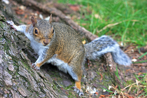 squirrel © Jenny Thompson