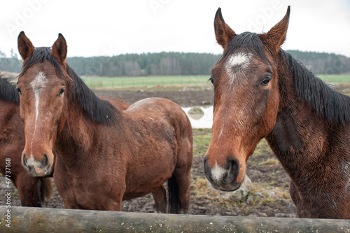 Fototapeta Naklejka Na Ścianę i Meble -  Young horses enduring their first November in Sweden