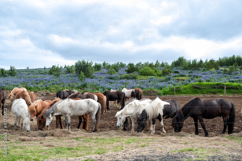 Obraz premium Herd of Icelandic horses grazing outside Reykjavik in Iceland