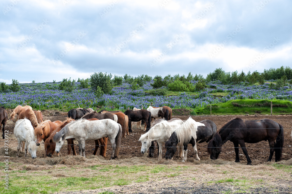 Herd of Icelandic horses grazing outside Reykjavik in Iceland