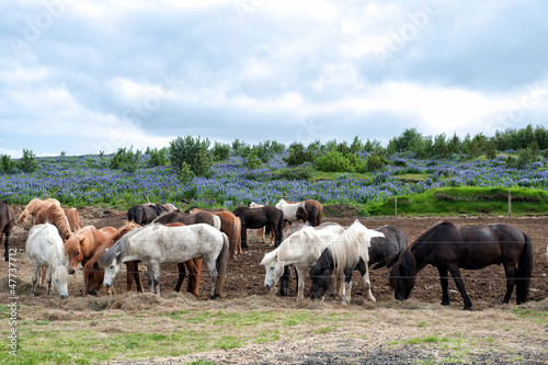 Herd of Icelandic horses grazing outside Reykjavik in Iceland © rolf_52