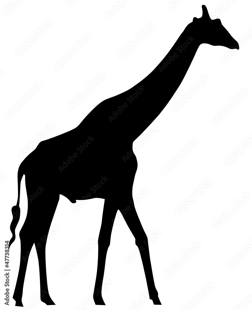 Giraffe Stock-Vektorgrafik | Adobe Stock