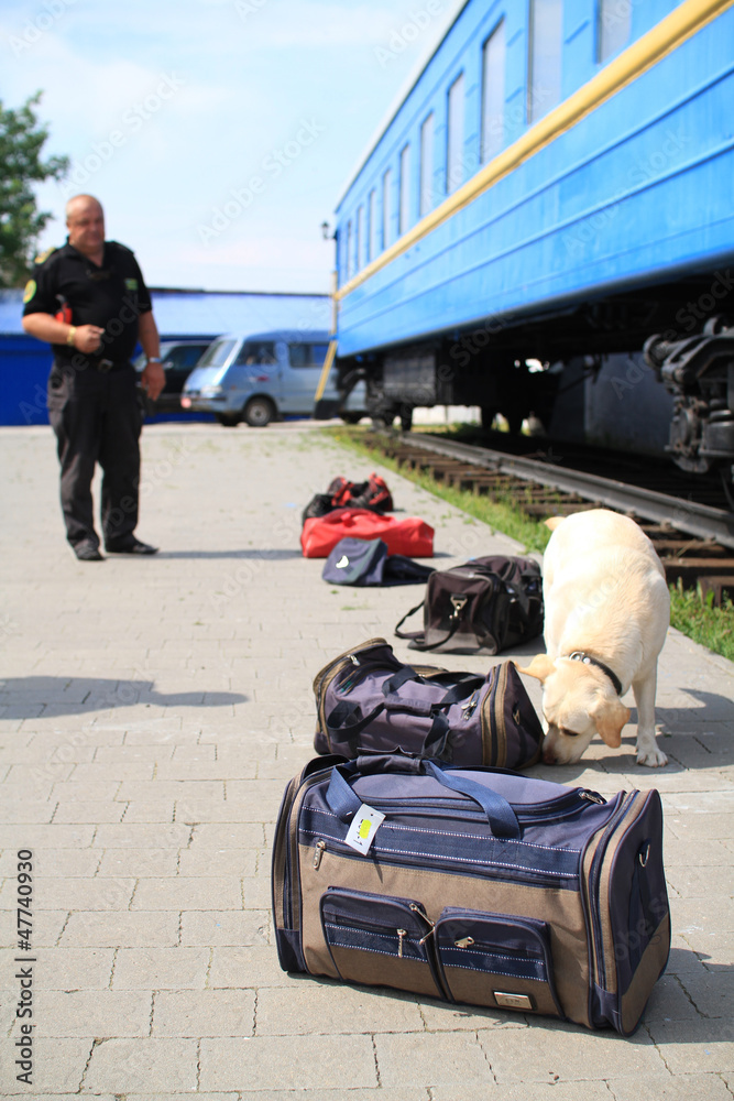 Dog handlers are trained in the customs dogs to look for drugs Dog handlers are trained in the customs dogs to look for drugs