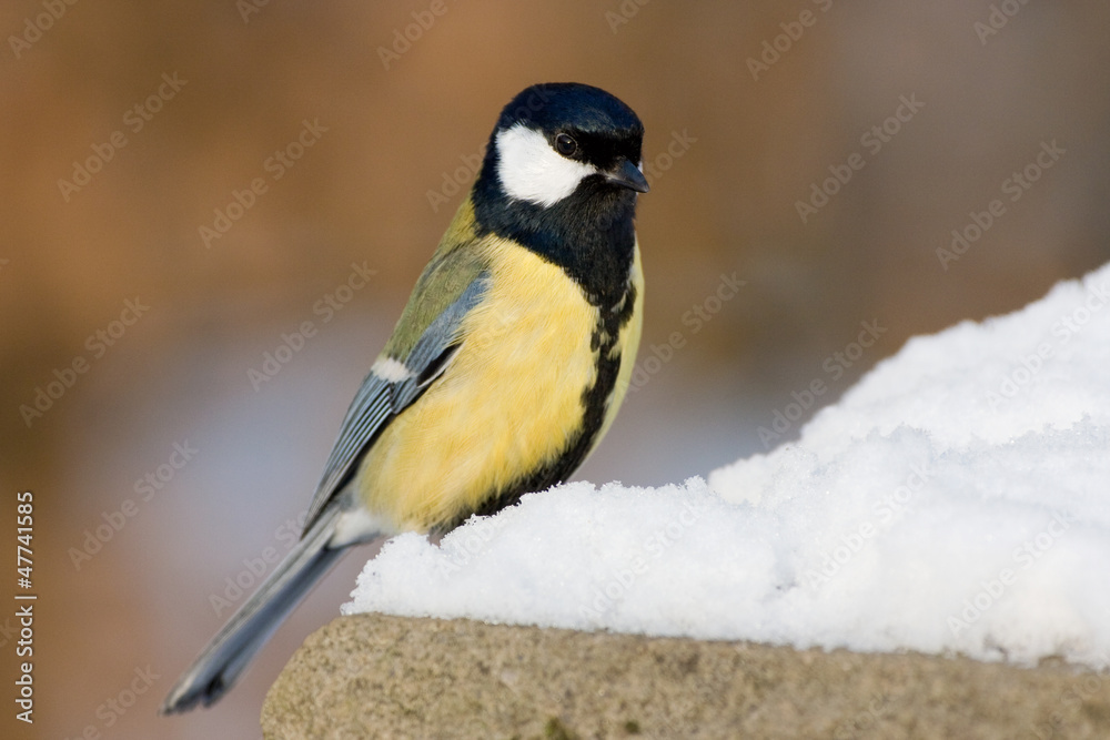 Fototapeta premium Kohlmeise