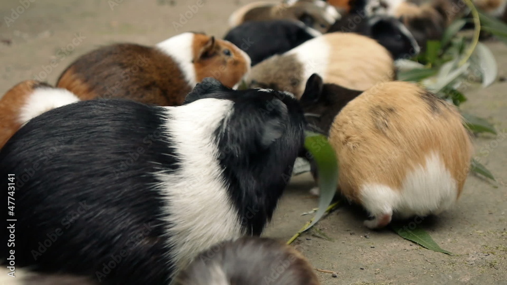Guinea Pigs Eating Eucalyptus Leafs close up Guinea Pigs Eating Eucalyptus Leafs close up